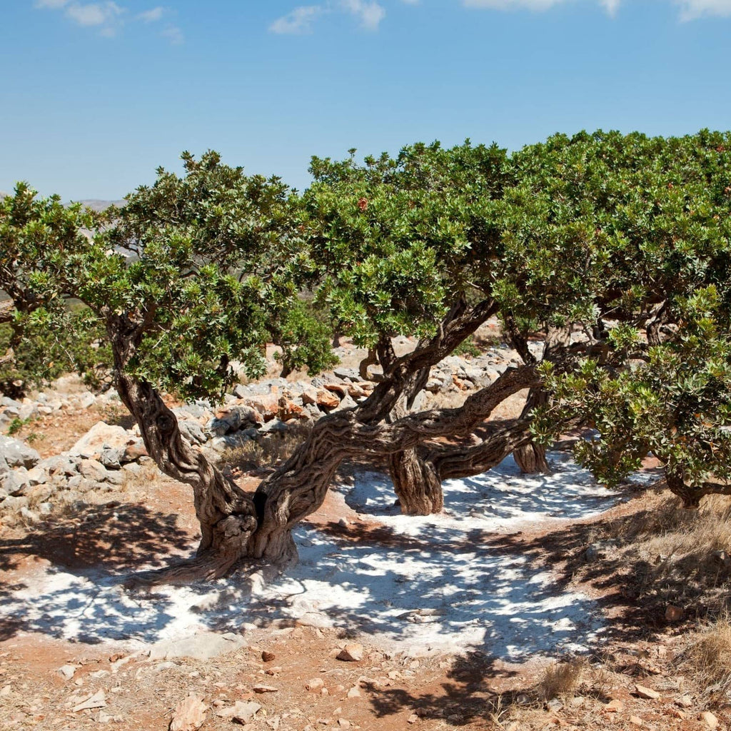 Een authentieke mastiekboom waaronder witte, druppelvormige mastiekhars (Mastic Gum) op de grond ligt te drogen.